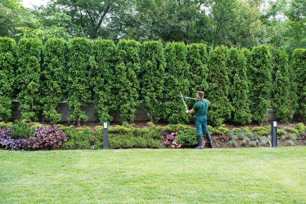 Best Tree Maintenance Programs  in Sheldon, TX